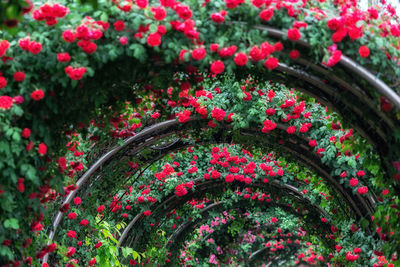 Close-up of red flowering plants in garden