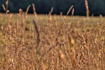 Close-up of stalks in field