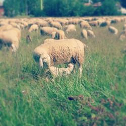 Sheep in field