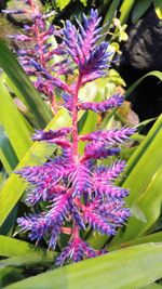 Close-up of purple flowers