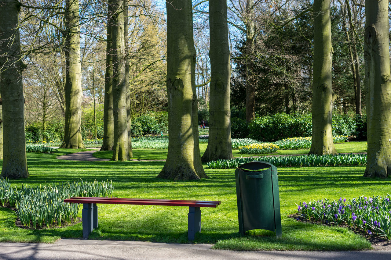 EMPTY PARK BENCH BY TREES IN SUNLIGHT IN THE BACKGROUND