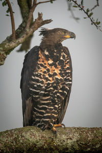 African crowned eagle on branch faces right