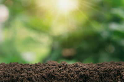 Close-up of sunlight on field