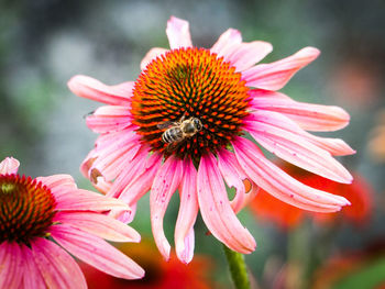 Close-up of honey bee on pink flower