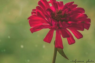 Close-up of red flower blooming outdoors