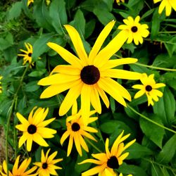 High angle view of yellow daisy flowers