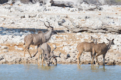 Greater kudus on shore against clear sky