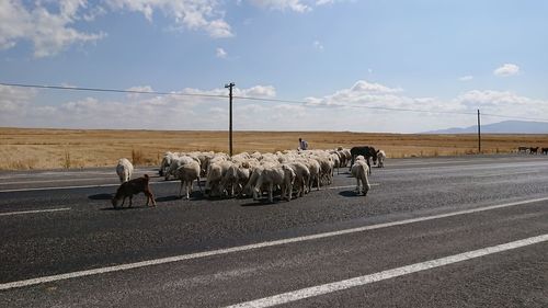 Horse walking on road