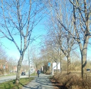 Road passing through trees