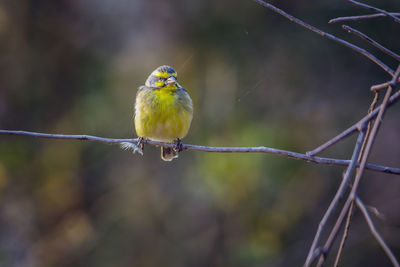 Close-up of bird perching on branch