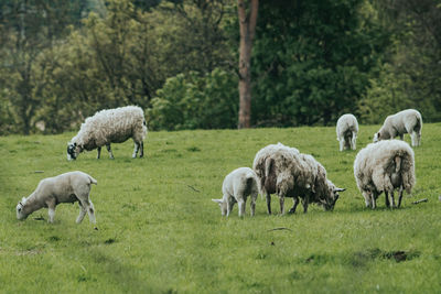 Group of sheep and lambs grazing in a green field in scotland.