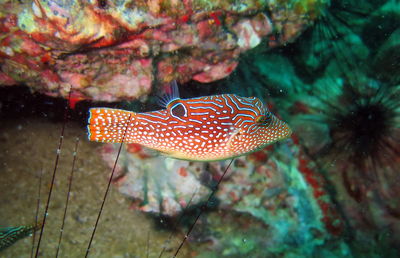 Close-up of fish swimming in sea