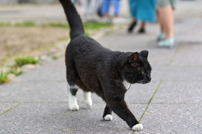 Low section of cat on footpath by street