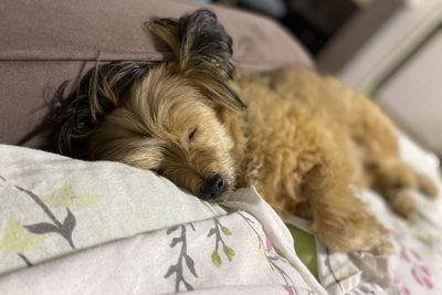 Dog sleeping on bed at home