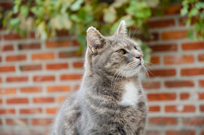 Close-up of a cat looking away