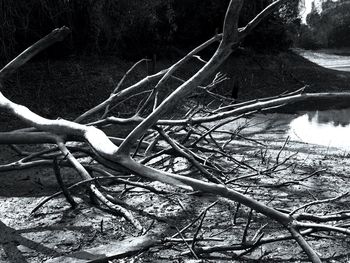 Low angle view of tree in forest