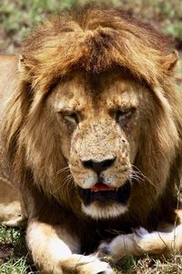 Close-up portrait of a male lion
