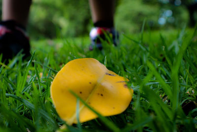 Close-up of grass growing on grassy field