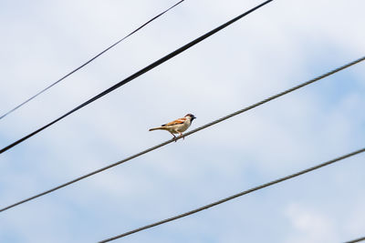 Low angle view of bird perching on cable