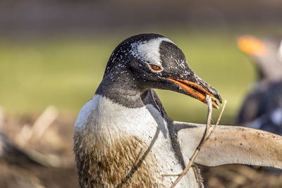 Close-up of penguin