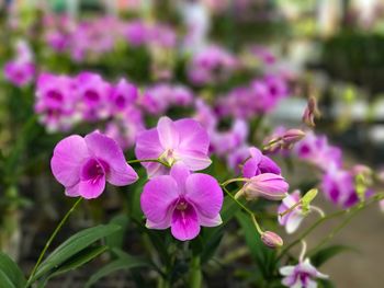 Close-up of flowers blooming outdoors