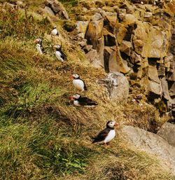 High angle view of birds on beach
