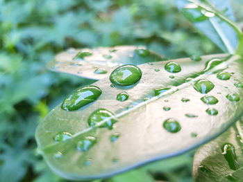 Close-up of wet leaf