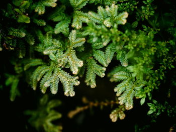 Close-up of fresh plant