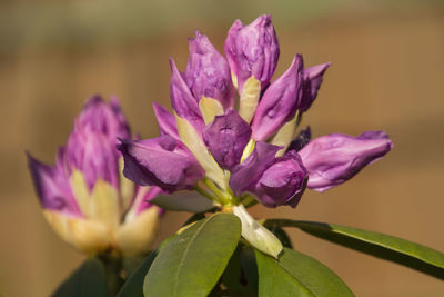 Close-up of purple flowering plant