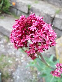 Close-up of flowers blooming outdoors