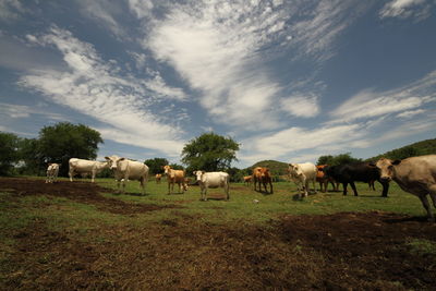 Horses in a field