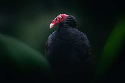 Close-up of bird against black background