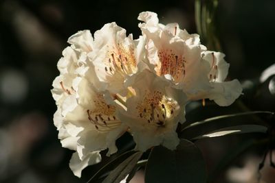 Close-up of white flowers