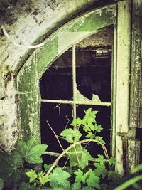 Ivy growing on wall