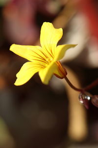 Close-up of yellow flowering plant