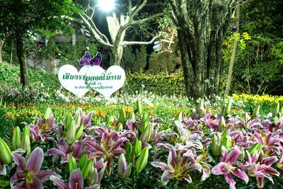 View of flowering plants in park