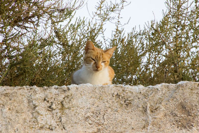 Portrait of a cat