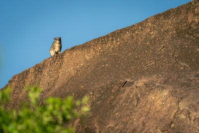 Low angle view of donkey on rock