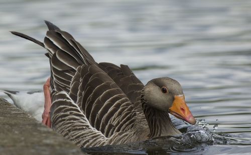 Close-up of graylag goose swimming in lake