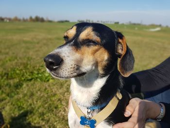 Close-up of dog on field