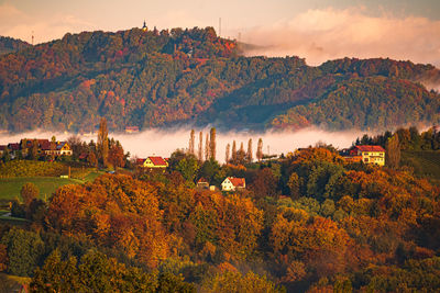 Plants and trees against sky during autumn