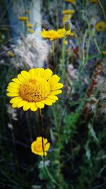 Close-up of yellow flowers