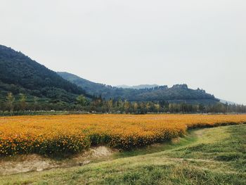 Scenic view of field against clear sky