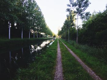 Road passing through trees