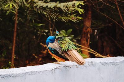 Close-up of a bird perching on wood