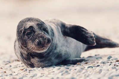 Close-up portrait of a dog lying on sand