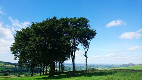 Trees on landscape against sky