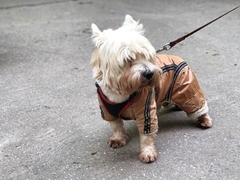 High angle view of a dog on road