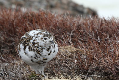 Close-up of bird perching on grass