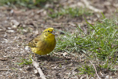 Bird perching on a field